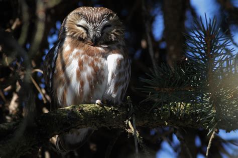 Backyard Saw-whet Owl by Alex Lamoreaux | Nemesis Bird