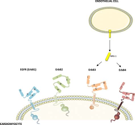 Erbb Receptors Human Epidermal Growth Factor Receptors Consist Of Egfr