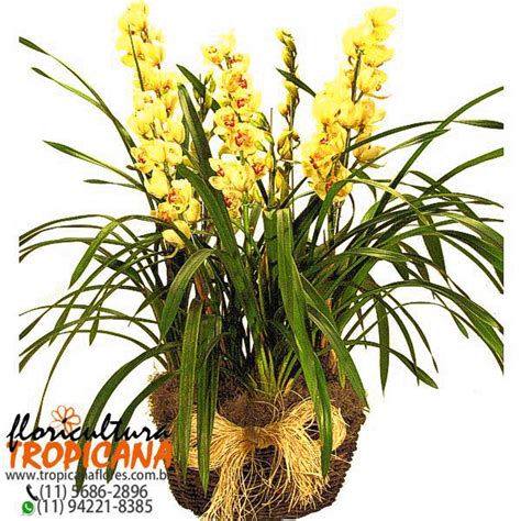 FP 35 3 vasos de orquídea cimbidium no cachepô de cipó Floricultura