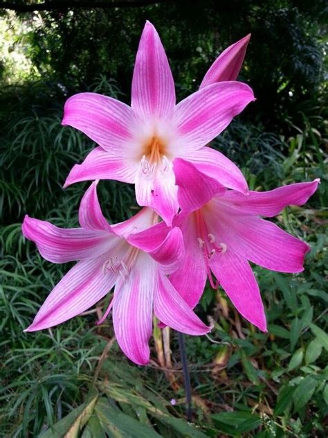 44 Best Amaryllis Amaryllidaceae Images On Pinterest Garden