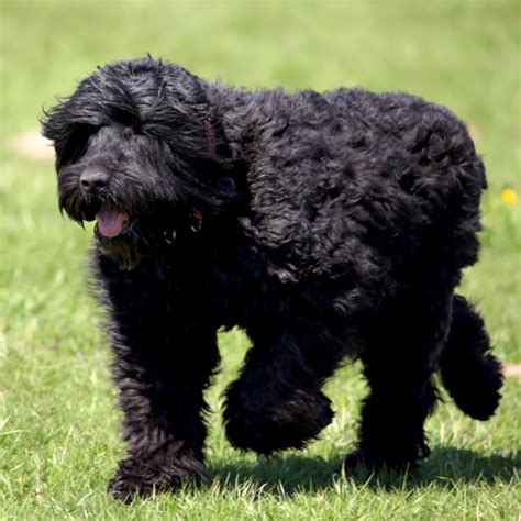 Black Russian Terrier Grooming Bathing And Care Espree