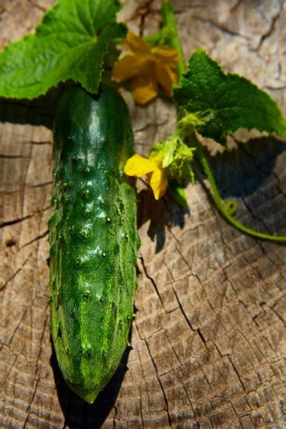 Premium Photo | Fresh green cucumber