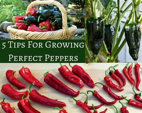 5 Tips For Growing Perfect Peppers | Homemade Food Junkie