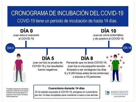 Cronograma De Incubación Del Covid 19