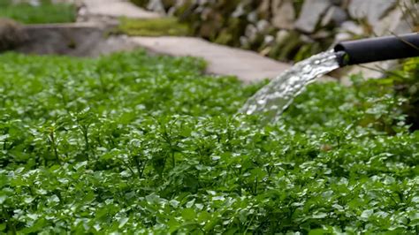 How To Grow Watercress Comprehensive Guide From Seed To Harvest