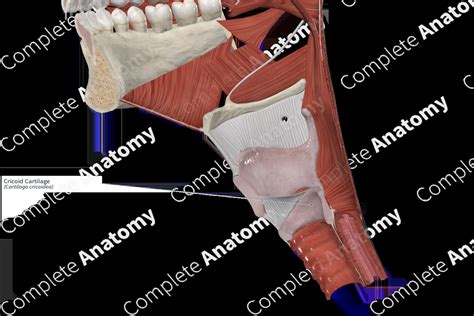 Cricoid Cartilage | Complete Anatomy