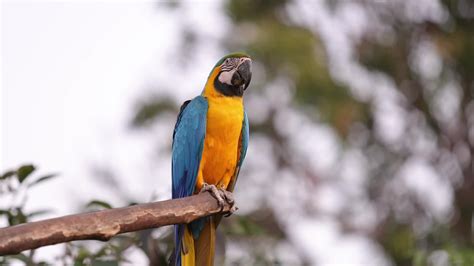 Adult Blue and yellow Macaw 27787687 Stock Video at Vecteezy