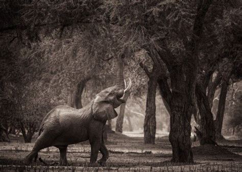 Stretch By Alison Buttigieg Nature Tour Elephant Walk Elephant