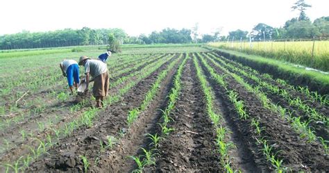 Cara Pemupukan Jagung Yang Benar Dan Tepat Maupun Praktis