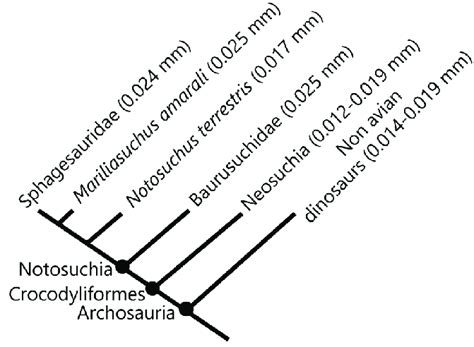 Simplified phylogeny of Archosauria showing values of distance between ...