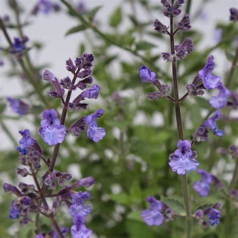 Nepeta faassenii 'Kit Cat' (Kattenkruid) - Vaste Tuinplanten