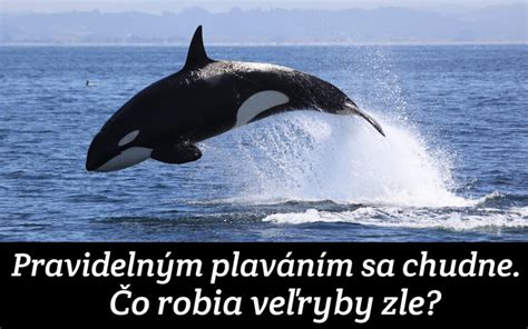 Veľryby | Guláš používateľa vtipjim | Gulas.SME.sk