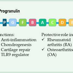 Progranulin Pgrn Structure And Its Derivative Products Pgrn Is