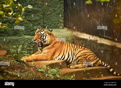 Royal Bengal Tiger Hi Res Stock Photography And Images Alamy