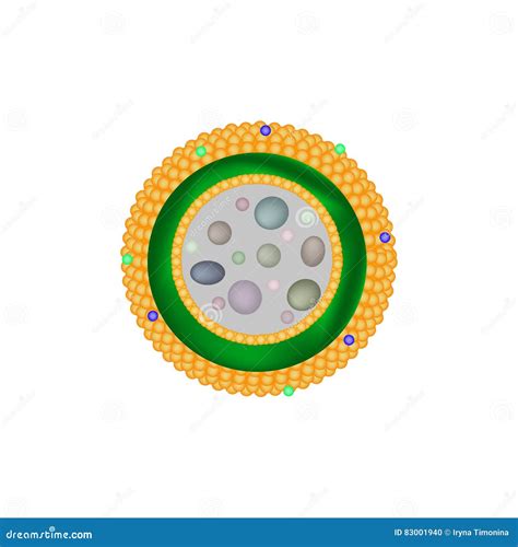 Structure Of Lysosomes Infographics Vector Illustration On Isolated