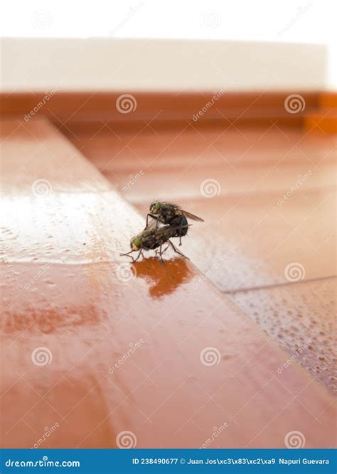 Side View Of Two House Flies Having Sex Musca Domestica Stock Image Image Of Small Macro
