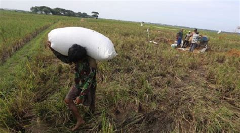 Pupuk Subsidi Langka Petani Di Lampung Tengah Mulai Mengeluh Wahana News