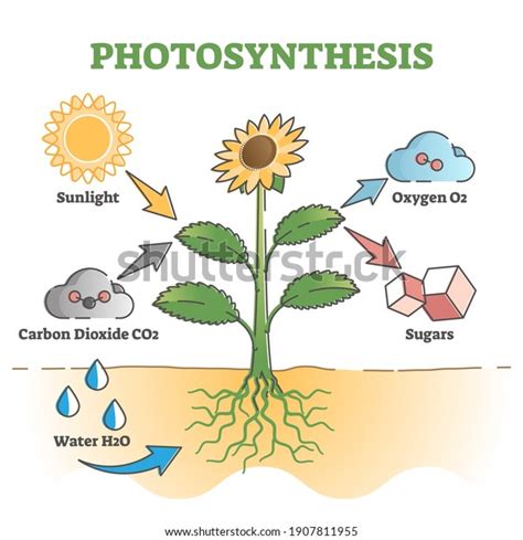 Photosynthesis Diagram Process Symbolic Explanation Scheme Stock Vector