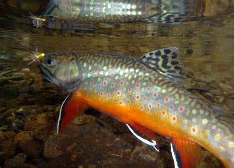 Brook Trout Fly Fishing Tips | Troutster.com - Fly Fishing and Trout ...