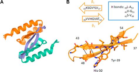 Frontiers α Synuclein An All Inclusive Trip Around Its Structure