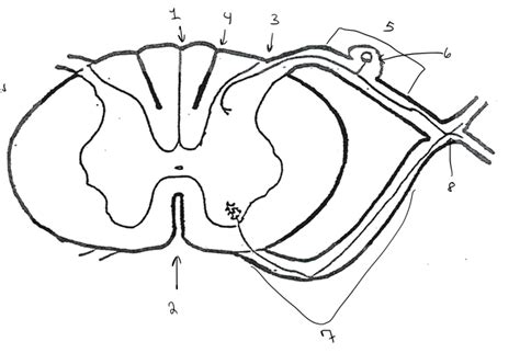 Id Surface Landmarks Of The Spinal Cord Diagram Quizlet