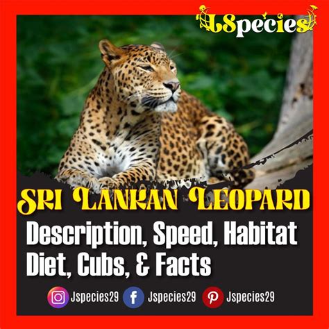 Sri Lankan Leopard |Description, Diet, Speed, Habitat & Facts