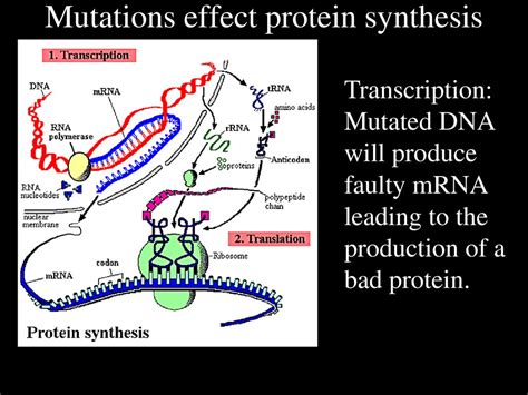 Mutations Ppt Download