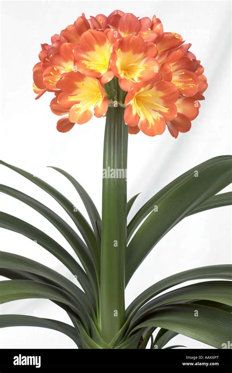 Clivia Orange Flower Amaryllidaceae Hi Res Stock Photography And Images