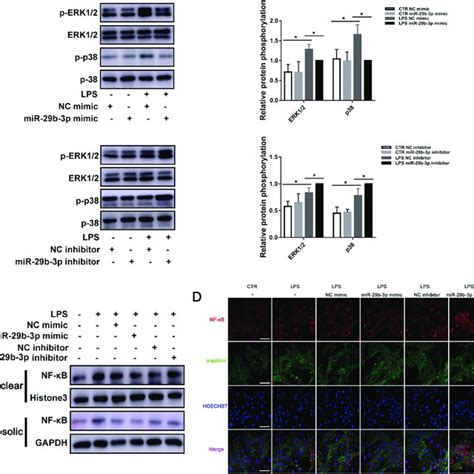 Mir B P Attenuated Lps Induced Inflammatory Injury By Regulating