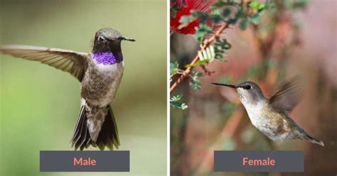 4 Stunning Hummingbirds In Washington State To Attract In 2024