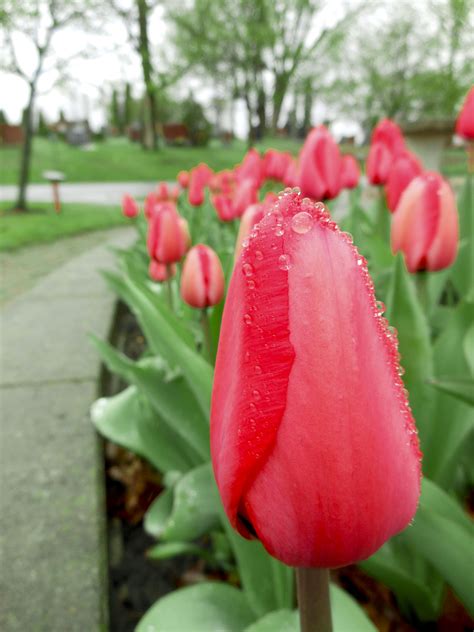 Tulips in the Rain - Photoset - Jasmine Vesque | Jasmine Vesque