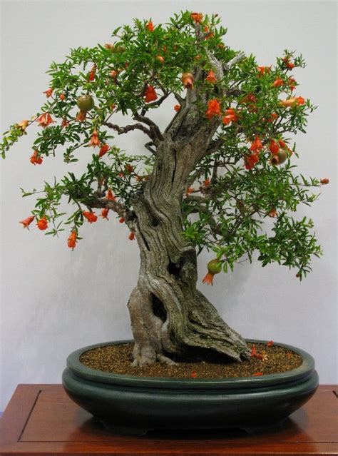 Best Trees For Bonsai Best Bonsai Plants Balcony Garden Web