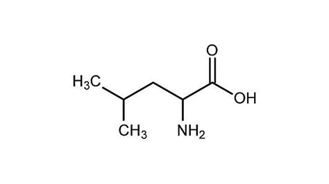 How L Leucine Works