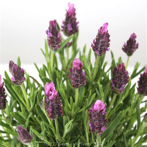 Lavender La Diva Series 140mm Southern Plants