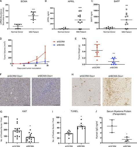 BCMA And Its Ligands APRIL And BAFF Are Upregulated In MM And Support