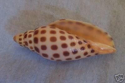 Scaphella junonia Rare Size Seashell | #38589888