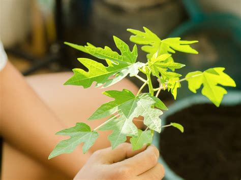 How To Grow Papaya In Pots Indoors Complete Care Guide Gardening