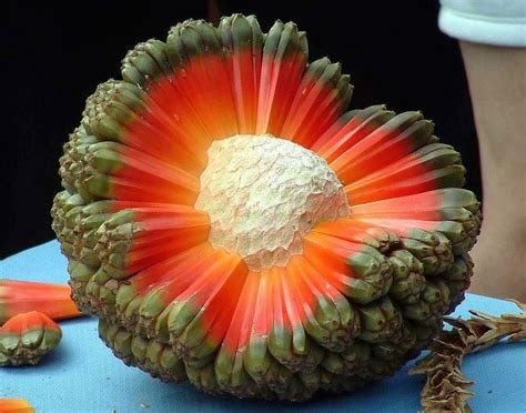 Fruit of the Halla tree (Pandanus tectorius)