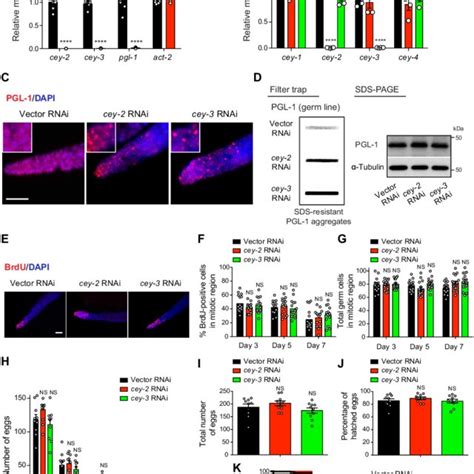 Loss Of Germline Specific CEY Factors Triggers Aggregation Of