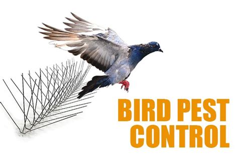 Best Bird Control In Dubai - Jpcdubai