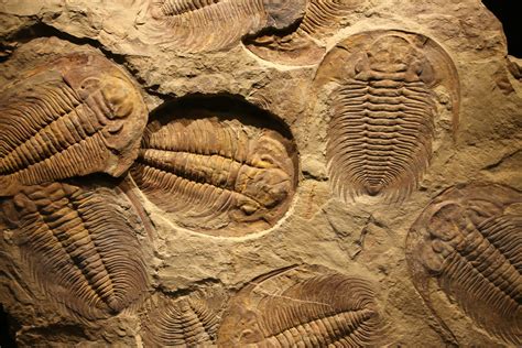 Trilobitomorphs from Fezouata biota and the Ordovician radiation Géoblog