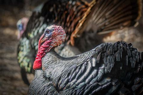 Turkey Farming: 15 Things You Should Look For