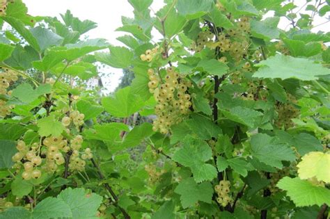 Крупноплодный сорт белой смородины Версальская: внешний вид и описание ...