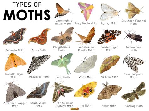 British Moths Identification Chart