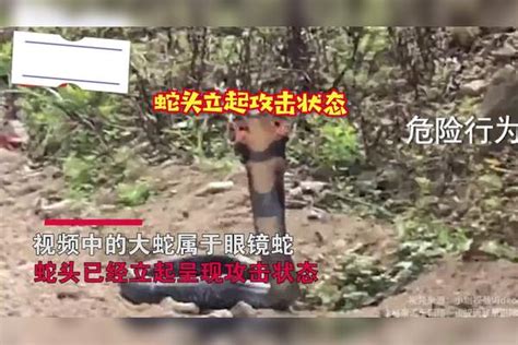 2男子路上遇大蛇不跑还持棍挑衅，蛇头立起吓坏网友：快跑有剧毒