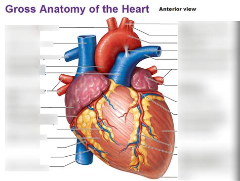 Ventral View Of Heart Diagram Quizlet