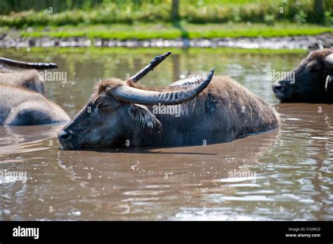 Buffalo Wallow Hi Res Stock Photography And Images Alamy