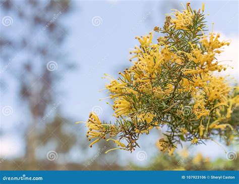 Clusters Of Australian Grevillea Flowers Stock Photo Image Of Bloom