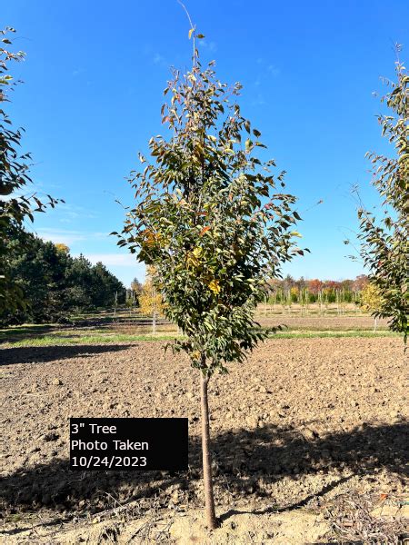 Zelkova Serrata Musashino Goodmark Nurseries