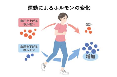 高めの血圧を下げるには？ 運動編 ｜血圧コラム｜伊藤園の公式通販「健康体」